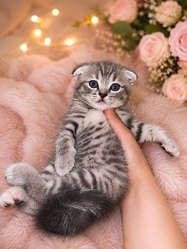 Кошки: Шотландская вислоухая — 4