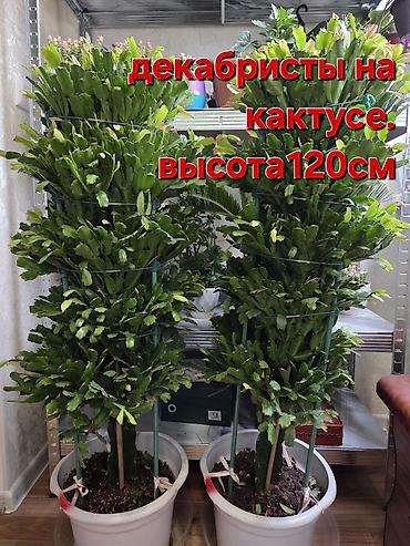 Антуриумы: Антуриум и кротон в кашпо - Антуриум с белыми прицветниками и — 10