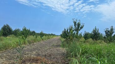 Torpaq sahələrinin satışı: 508 sot, Kənd təsərrüfatı, Kupça (Çıxarış) — 6