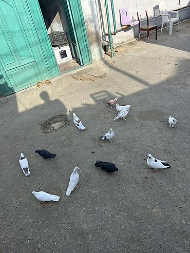 12 dene tutulma unvan sabuncu