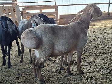 Баран, овца: Продаю | Баран (самец) | Арашан | Для разведения — 10