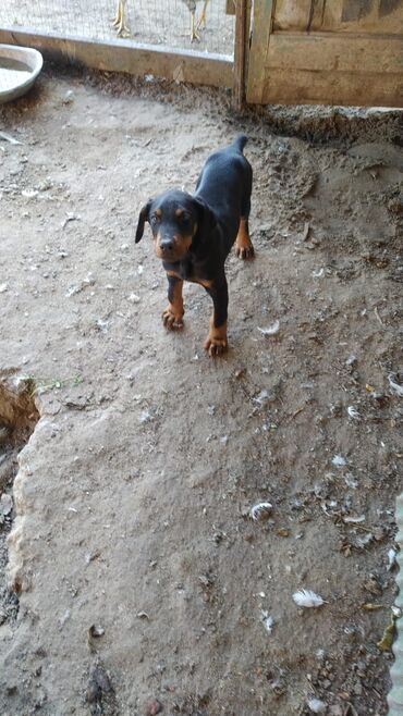 İtlər: Doberman, 2 ay, Erkek, Ünvandan götürmə, Pulsuz çatdırılma