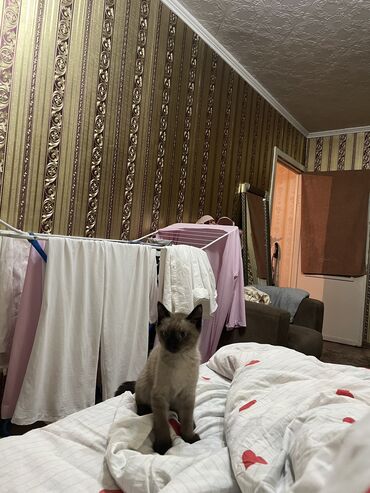 Отдам даром кошку: 3 месяца, Мальчик, Приучена к лотку