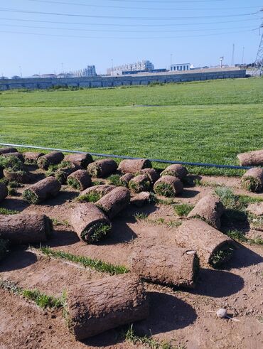 Süni qazon: Rulon qazon - Peşəkar qazon plantasiyasından kəsilib rulon halında — 3