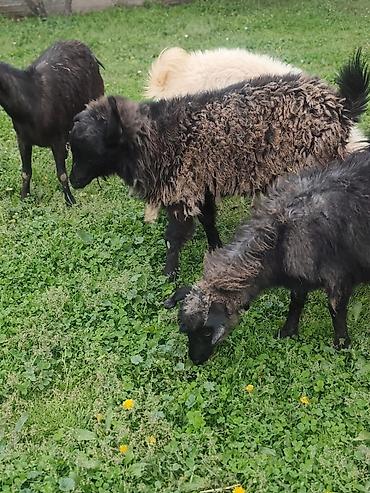 Козы, козлы: Продаю | Коза (самка), Козёл (самец), Козлёнок — 22