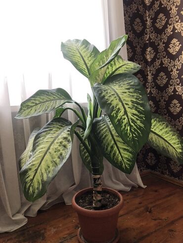 Otaq bitkiləri: Dieffenbachia (kəpənək yarpaqlı) otaq bitkisi - Növ: Dieffenbachia