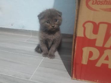 Кошки: Шотландские котята, окрас сплошной серый (blue). На выбор — малыши с — 1
