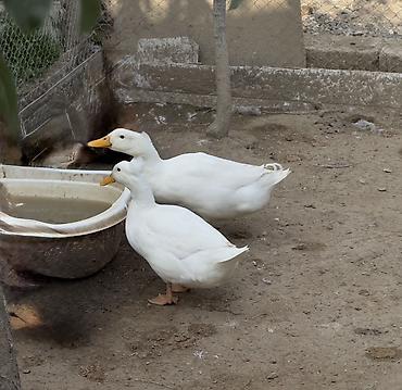 Ördəklər: Ağ Pekin ördəkləri – ev quşu Ördəklər 6 aylıqdır. 3 ədəddir, 1-i — 3