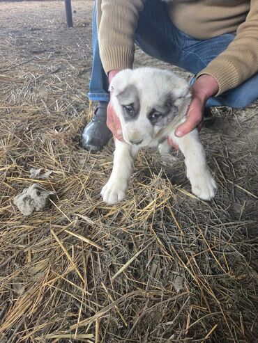 İtlər: Salam hamıya! çox sağlam və gözəl küçüklər satılır! 2 aylıg, erkək və — 1