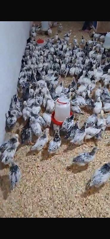 Toyuq cücələri, Damazlıq lalafo.az -da Toyuq cücələri, Damazlıq