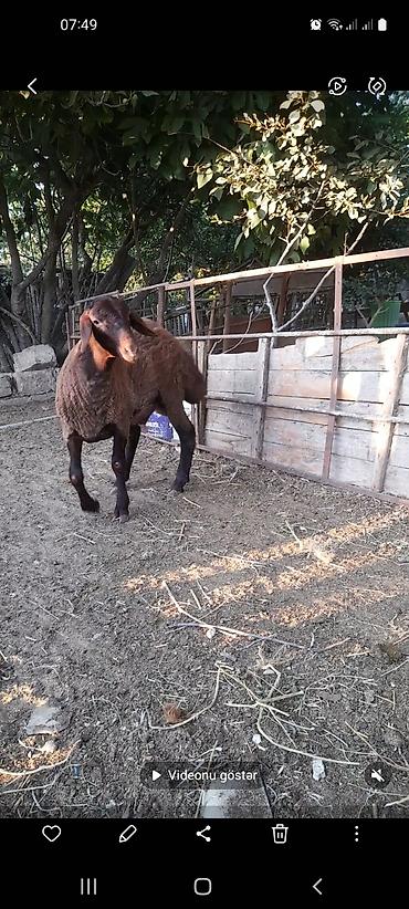 poni at satilir: Qara rəngə yaxın tünd qəhvəyi, quyruğu iri (yağlı quyruq) olan yerli — 6