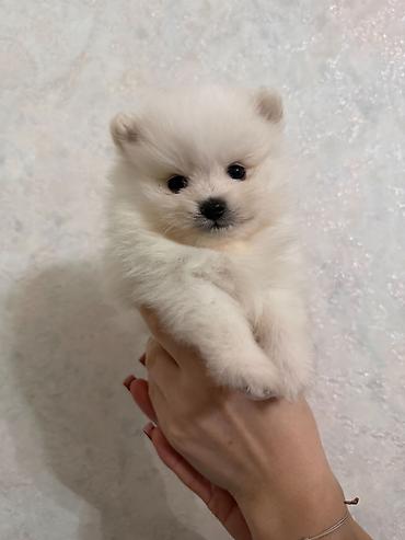 pomeranski spic: Şpitz, 2 ay, Peyvəndli, Ünvandan götürmə — 2