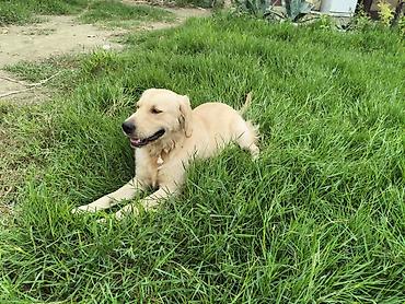 labrador it: Retriever — 3