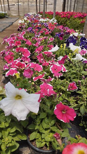 bənovşəyi gullər: Məhsul: Saksıda petuniya (Petunia) dekorativ çiçəklər Təsvir: - Rəng — 5