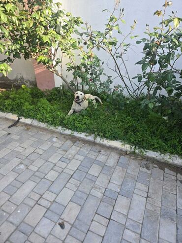 İtlər: Labrador-retriver, 4 ay, Erkek, Peyvəndli, Ünvandan götürmə