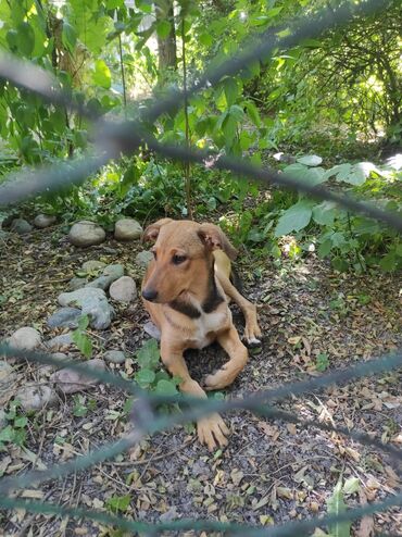 шарпей собака: По просьбе ⬇️⬇️⬇️ Бишкек Сегодня утром в районе ЦУМа во дворе