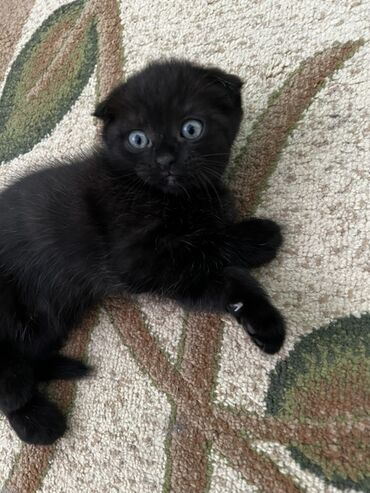 bala pişiy: Şinşilla, Erkək, Yaxşı əllərə