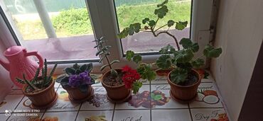 Другие комнатные растения: Цветы комнатные по 100сом