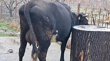 Inəklər, öküzlər: Dişi, Simental, il: 4, 650 kq — 4