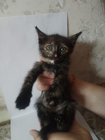 котят даром: Котята, помёт разноокрасочный: - Черный короткошёрстный котёнок с — 4