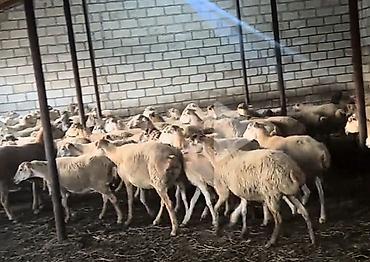 купить собаку в: Qoyun sürüsü – ferma üçün hazır heyvanlar - Növ: qoyun (eti və — 1