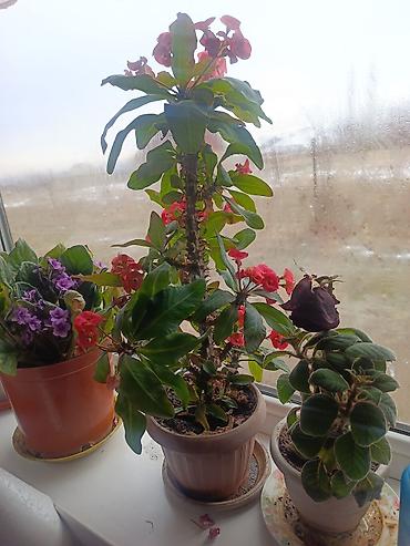 Другие комнатные растения: Срочна ❗ Комнатный гулдордун турлору коп. Баарын жакшы баада берем — 14