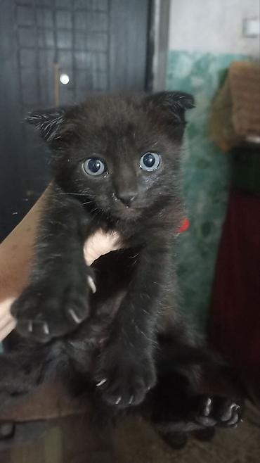кошка манас: Скотиш Фолд (Шотландская вислоухая), 2 месяца, Девочка, Шоколадный — 2
