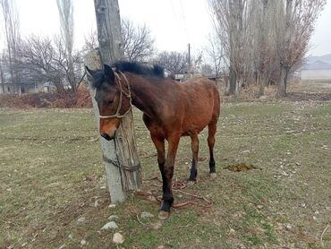 Лошади, кони: Продаю | Жеребенок | Полукровка