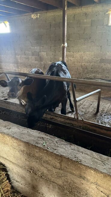 продаю музоо торпок корова самка бык самец айрширская ангус алатауская на забой для разведения на откорм племенные нетель привязанные: Продаю | Музоо, торпок