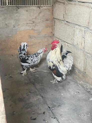 Toyuq, Damazlıq lalafo.az -da Toyuq, Damazlıq