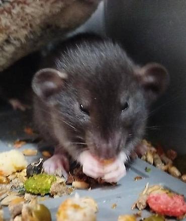 Крысы: Привет друзья !! У нас родились красивые крысята.Друзья в питомнике - — 20