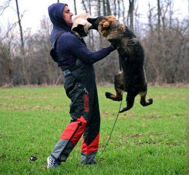 Psi: CEZAR KING Star 18 meseci. Otac: HEKTOR VOM YUGERLAND Majka: BRERA — 21