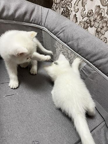 Продажа кошек: Скотиш Страйт (Шотландская прямоухая), 2 месяца, Девочка, Белый, Приучена к лотку — 7