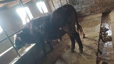 Коровы, быки: Продаю | Бык (самец) | Полукровка | На откорм | Привязанные — 5