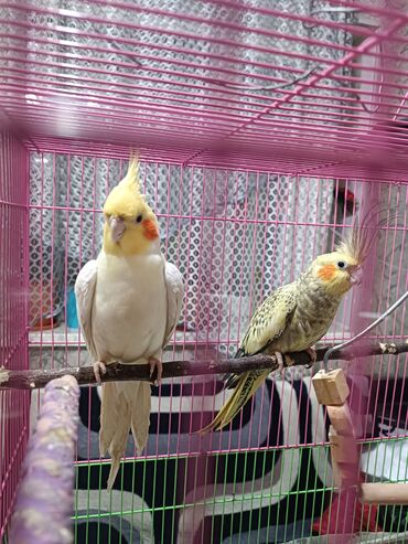 Птицы: Продают попугаев Карелла пара