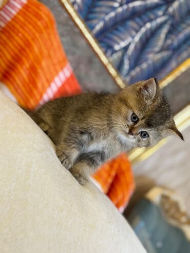 Pişiklər: Şotland yastı qulaq, Erkək, Dişi, Yaxşı əllərə, Ünvandan götürmə, Pulsuz çatdırılma, Ödənişli çatdırılma — 229