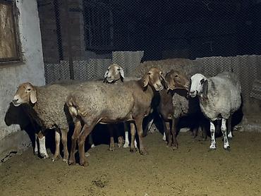 Продам с/х животных: Продаю | Овца (самка) | Для разведения | Матка — 3