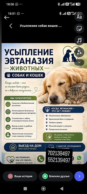 питомник хаски бишкек: Усыпление (эвтаназия) животных — собак и кошек. 24/7 вывоз трупа — 1