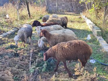 Digər kənd təsərrüfatı heyvanları: 6-7 aylıq quzulardir. Qapalı şəraitdə kokəldilib. Diri çəki 9.5 AZN