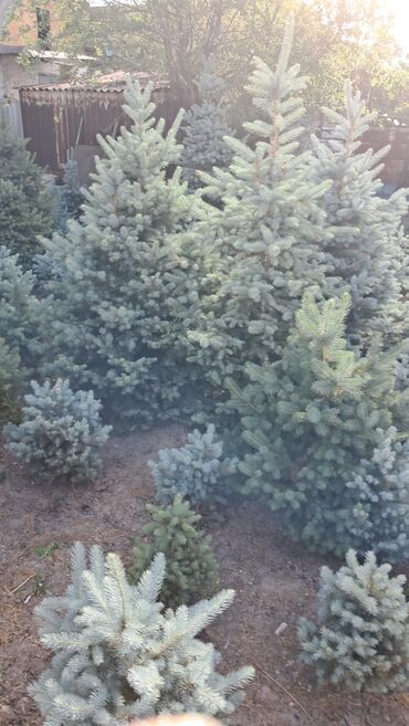 Декоративные деревья: Саженцы деревьев: Ели — 6