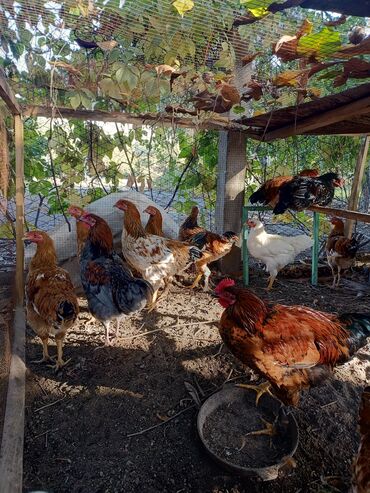 сколько стоит 1 кг домашних пельменей: Продаю молодых петухов, 6 месяцев. Цена: 500сом за каждого (без торга)