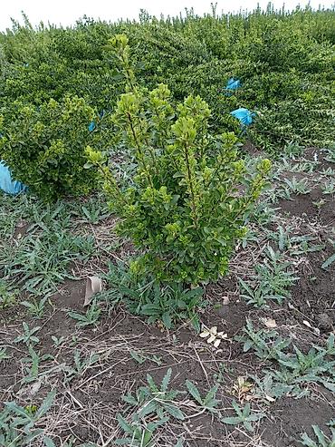 agaci: Dekarativ agaclarin topdan satişi çatrlmasi ekilmesi rulon qazon torf — 6