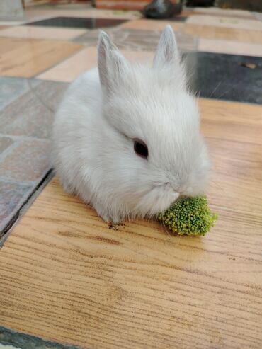 Gəmiricilər: Dekorativ karlik dovşanlar.1 aylıq — 10