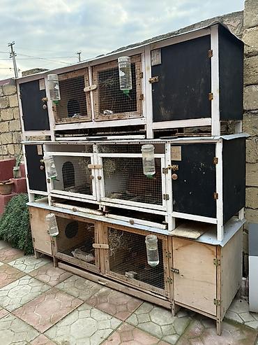 paroda: Çoxseksiyalı dovşan qəfəsləri və avadanlıqları satilir Dovsanlarin — 2