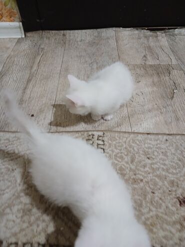 бенгальская кошка фото цена: Кошка даром: Ангорская, 3 месяца, Мальчик