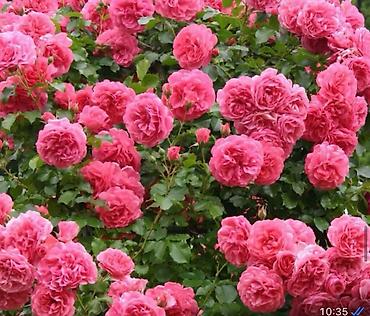 Роза: Чайно- гибридные розы для сада! 
Гарантия сорта!!!
 ул. Ташкентская, 9 — 5