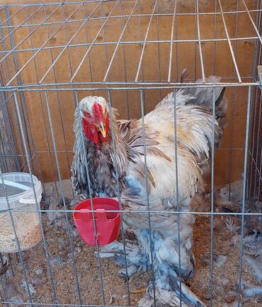 срочно продаю в связи с переездом: Продаю | Петух | Брама, Кохинхин | Для разведения at lalafo.kg срочно продаю в связи с переездом: Продаю | Петух | Брама, Кохинхин | Для разведения