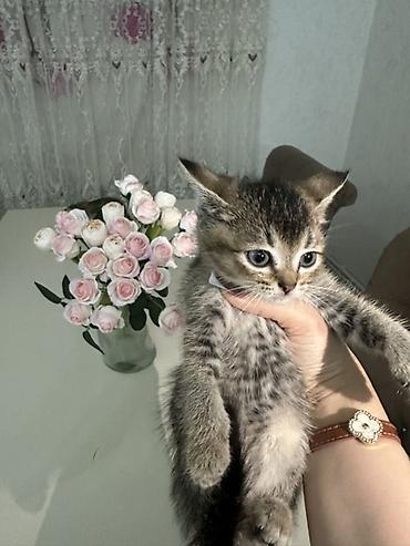 ag pisik səkilləri: Yaxşı əllərə — 2