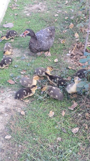 Ördəklər: Dişi, | Macar, Damazlıq, Pulsuz çatdırılma — 2