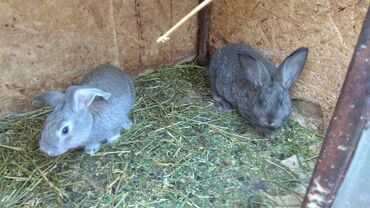 Декоративные кролики: Продаю крольчат четыре месяца микс. остались только самцы